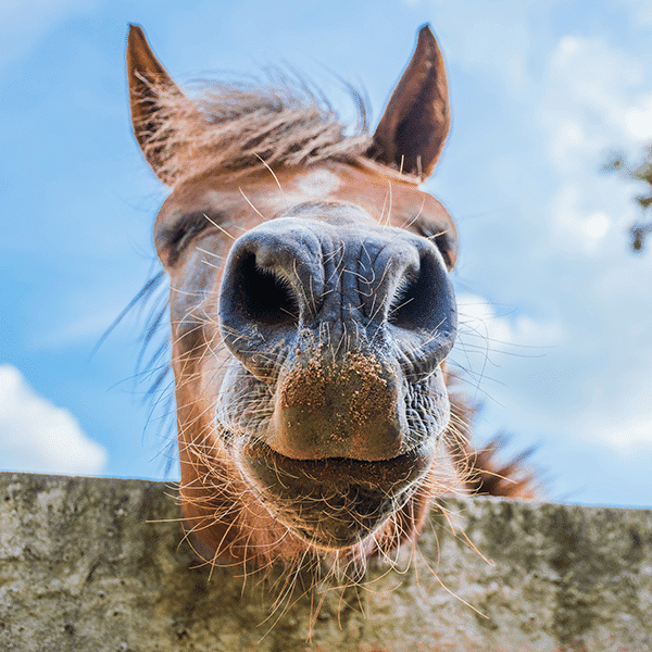 Combi Deals Horses