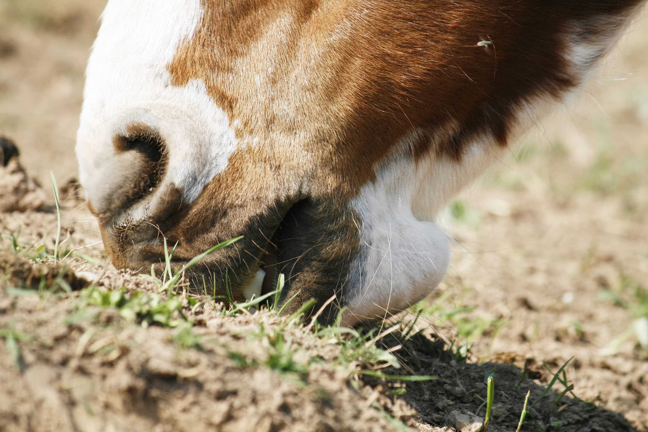 Sand eating horses - Why does my horse eat sand? What is the solution?