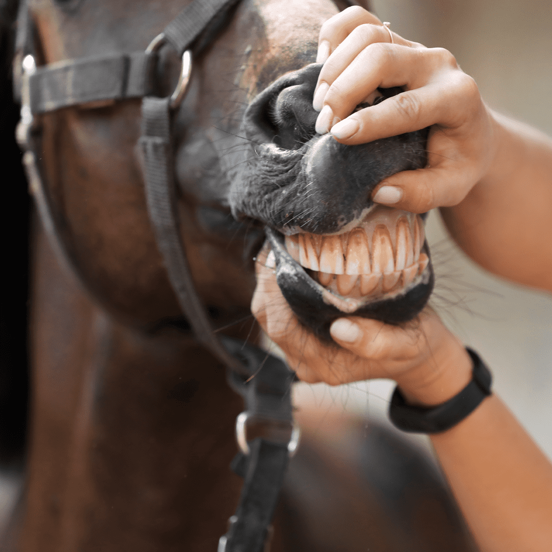 The horse's teeth dental problems and tips HorseFlex