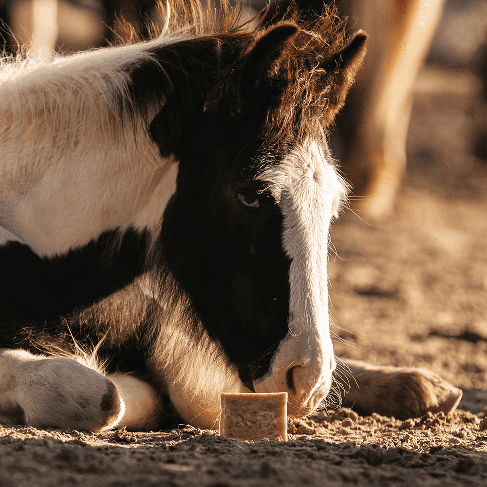 Horse shampoo